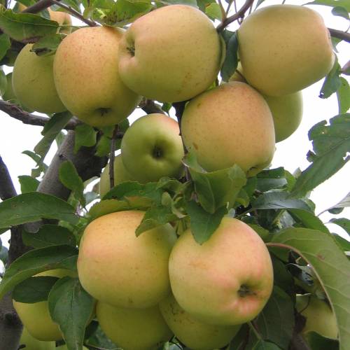 Manzanas Fuji : tamaño medio con una piel que combina los colores rojo y verde. Muy jugosa al paladar. Es de las manzanas que se conservan mejor.  Manzanas Royal Gala : de tamaño normal y forma redonda. Su color varía entre un intenso rojo y un amarillo con tintes verdosos. La pulpa es dulce, blanca, con mucho jugo y cruje al mordisquearla. Manzana muy aromática que ofrece al paladar una gran sensación de frescor.  Manzanas Chanteclerc : hay de diferentes tamaños que varían entre el mediano y el grande. Característica por su piel dorada. La pulpa es muy blanca, con jugo y un poco ácida. Es una variedad que tiene problemas para conservarse largo tiempo.  Manzanas Granny Smith : es de gran tamaño y de forma redondeada. La piel es de un color verde muy vivo. Su gusto es ácido, produce mucho jugo y la carne es crujiente y de color blanco.  Manzanas Pink Lady : también es de gran tamaño y su piel es una mezcla de colores que van desde el rosa, al amarillo pasando por el verde. Su pulpa tiene un sabor harinoso pero con mucho jugo y agua. El paladar agradece su punto de acidez.  Manzanas Starking : las podemos encontrar de diversos calibres. Su piel es de color rojo con vetas verdosas. Su pulpa es amarillenta. Sabor dulce.  Manzanas Starking Red Chief : gran Manzana con forma de globo. Piel roja con tintes amarillos. La pulpa, también, tiende a ser amarilla. Es dulce con un punto de acidez. Es una de las Manzanas con mejores cualidades para conservarse.  Manzanas Reineta : Forma redondeada pero con los polos achatados. Característico color verde oxidado. Con un punto de acidez. Es ideal para elaborar postres.